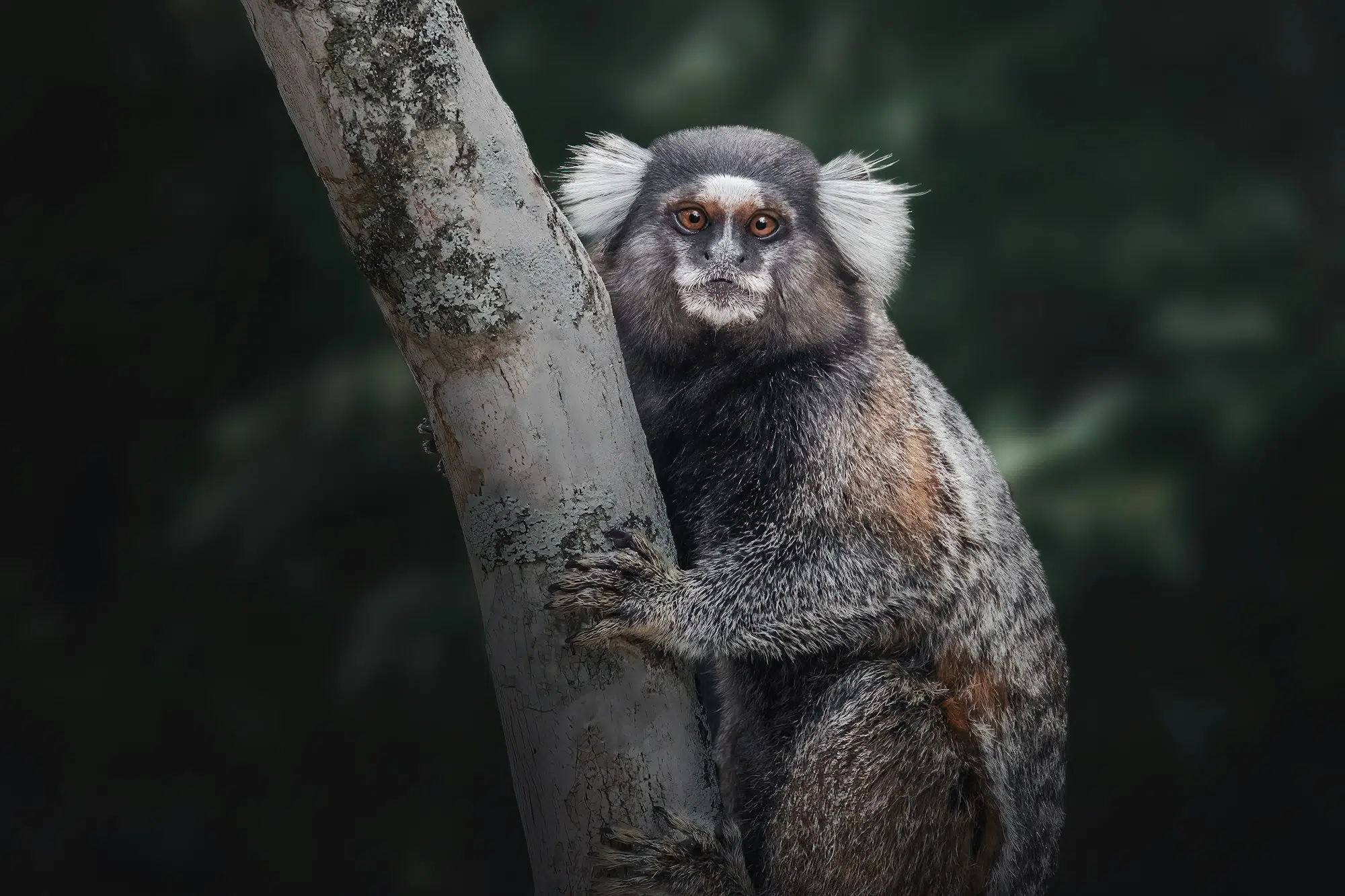 Common Marmoset or White-tufted Marmoset (callithrix jacchus)