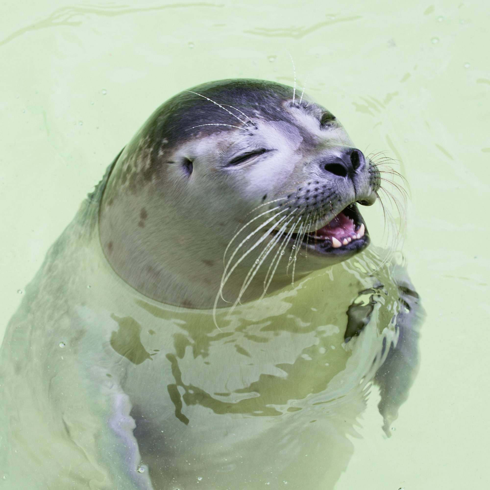 Seal in a sanctuary on the island of Texel, are we seeing a smiling face?